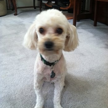Ok Pet Grooming - Beautiful curly hair is gone (mamas fault for not brushing enough) - Pet Groomers Near Me - Santa Clara, California Ok Pet Grooming - Beautiful curly hair is gone (mamas fault for not brushing enough) - Pet Groomers Near Me - Santa Clara, California