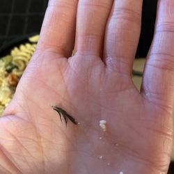 A feather found in my pasta salad