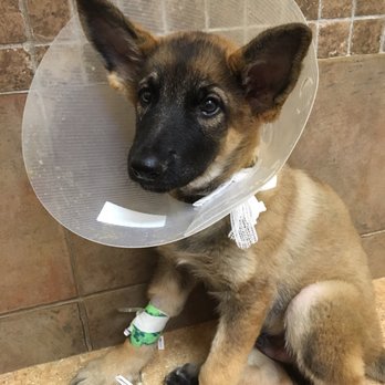 Furry Babies Aurora - Pet Breeders Near Me - Aurora, Illinois Furry Babies Aurora - Pet Breeders Near Me - Aurora, Illinois