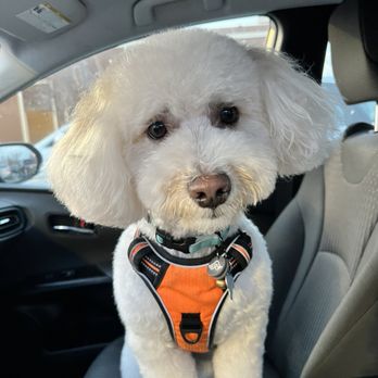 Le Pawsh - Pet Groomers Near Me - Fremont, California Le Pawsh - Pet Groomers Near Me - Fremont, California