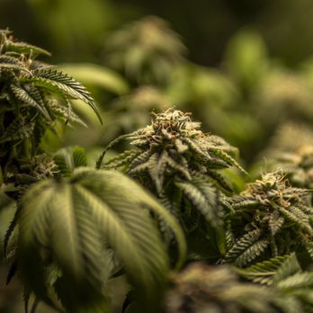 Half Day CBD - 2020 harvest from our local IL farmers - Vitamins & Supplements Near Me - Chicago, Illinois Half Day CBD - 2020 harvest from our local IL farmers - Vitamins & Supplements Near Me - Chicago, Illinois