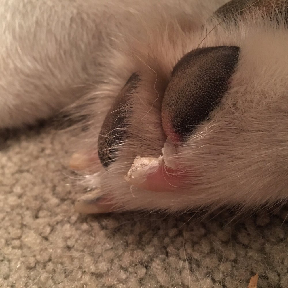 Shampoochies - Crushed and split nails caused by the staff - Pet Groomers Near Me - Pensacola, Florida Shampoochies - Crushed and split nails caused by the staff - Pet Groomers Near Me - Pensacola, Florida