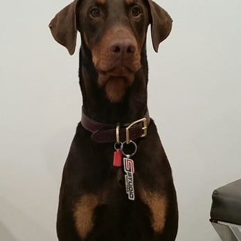 Studio Motors - Studio motors... Dog tested, Dog APPROVED! - Car Dealers Near Me - Burbank, California Studio Motors - Studio motors... Dog tested, Dog APPROVED! - Car Dealers Near Me - Burbank, California