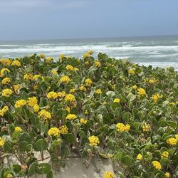 Surf Beach