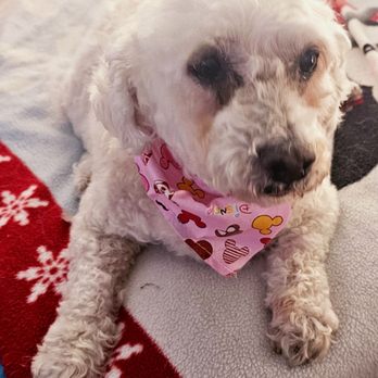 Rita's Dog Services - Pet Groomers Near Me - Northridge, California