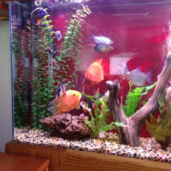 Aquatech Aquarium Service - One more shot of our Aquatech tank. - Aquarium Services Near Me - Culver City, California Aquatech Aquarium Service - One more shot of our Aquatech tank. - Aquarium Services Near Me - Culver City, California