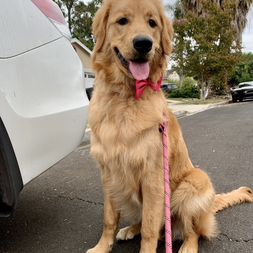 Clean Cut Grooming - Leilas happy after her groom - Pet Groomers Near Me - Tarzana, California