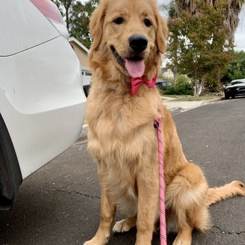 Clean Cut Grooming - Leilas happy after her groom - Pet Groomers Near Me - Tarzana, California