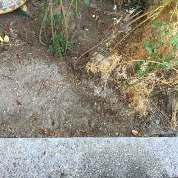Champagne Landscaping Nursery - Mess left after concrete slab was replaced.  Not even sure he has a contractors license to do this work? - Nurseries & Gardening Near Me - Fresno, California