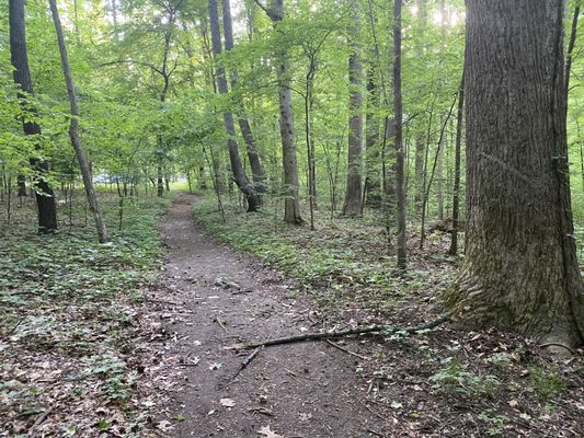 Meeman-Shelby Forest State Park by null