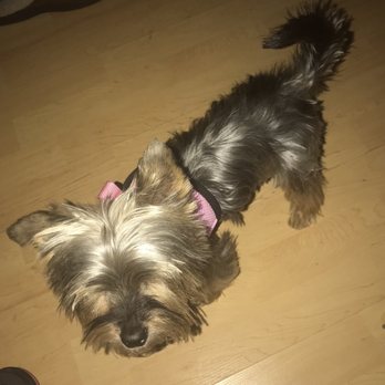 Barking Lot - Pet Groomers Near Me - Las Vegas, Nevada
