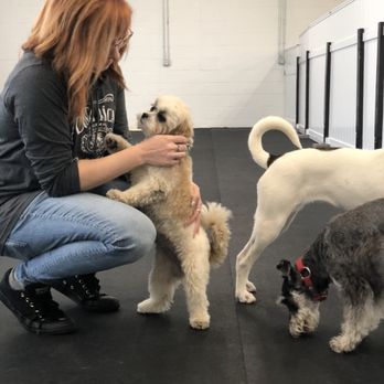 The Animal Playhouse - Loving our daycare attendees! - Pet Boarding Near Me - West Seneca, New York The Animal Playhouse - Loving our daycare attendees! - Pet Boarding Near Me - West Seneca, New York