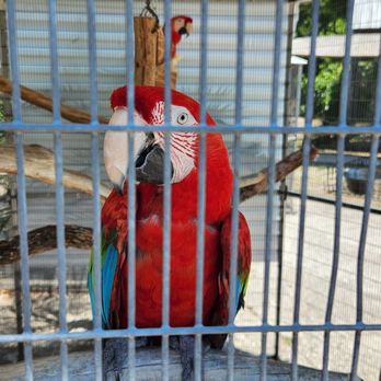 Florida Exotic Bird Sanctuary - Animal Shelters Near Me - Hudson, Florida Florida Exotic Bird Sanctuary - Animal Shelters Near Me - Hudson, Florida