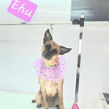 Gentle Paws Hawaii - Pet Groomers Near Me - Honolulu, Hawaii Gentle Paws Hawaii - Pet Groomers Near Me - Honolulu, Hawaii