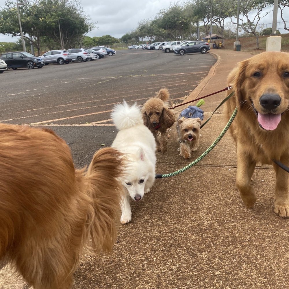 WolfPack Adventures HI - Dog Walkers Near Me WolfPack Adventures HI - Dog Walkers Near Me