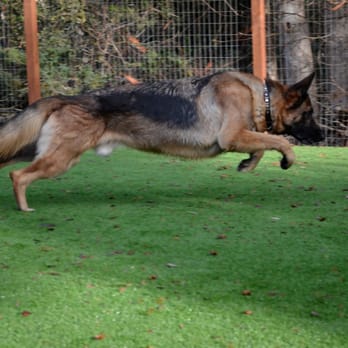 Whole K9 - LVK9 - Pet Training Near Me Whole K9 - LVK9 - Pet Training Near Me