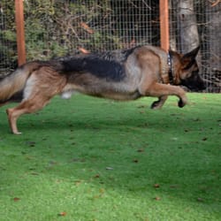 Whole K9 - LVK9