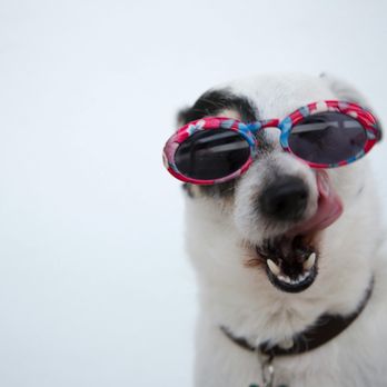 The Pet Pantry - Pet Stores Near Me - Apex, North Carolina