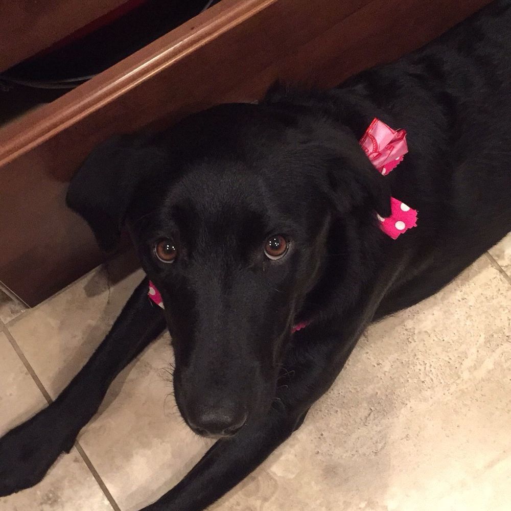 Pin Up Pets - 2019 - Pet Groomers Near Me - Chandler, Arizona Pin Up Pets - 2019 - Pet Groomers Near Me - Chandler, Arizona