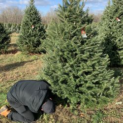 Sugar Pines Farm - Cut your own trees