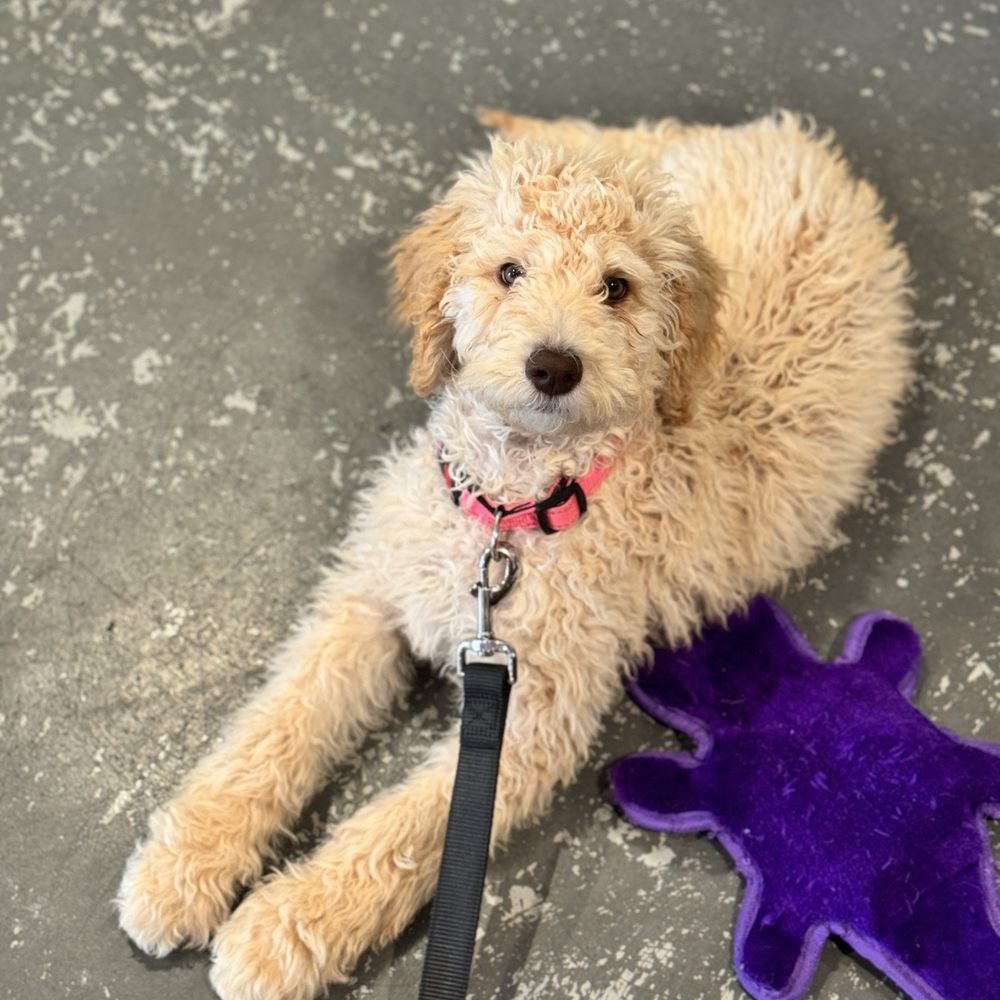 405 Brewing Co - No beer. Just a cute puppy named Lucy. - Breweries Near Me - Norman, Oklahoma 405 Brewing Co - No beer. Just a cute puppy named Lucy. - Breweries Near Me - Norman, Oklahoma