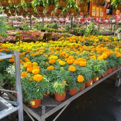 Dee's Nursery & Florist the Inc