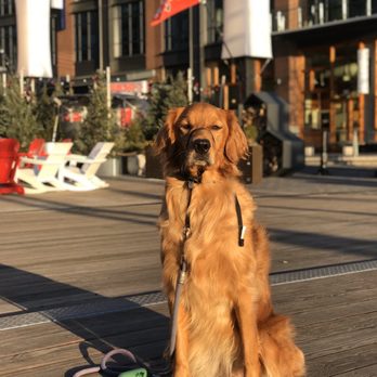 District Dogs - Pet Boarding Near Me - Washington, DC, District of Columbia District Dogs - Pet Boarding Near Me - Washington, DC, District of Columbia