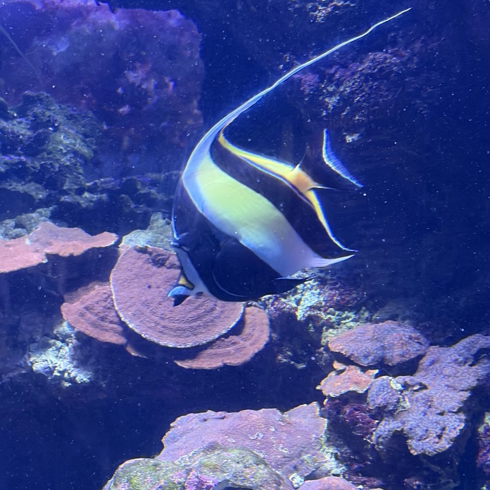 Maui Ocean Center - Aquariums Near Me - Wailuku, Hawaii Maui Ocean Center - Aquariums Near Me - Wailuku, Hawaii