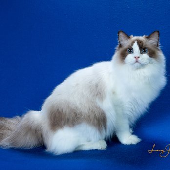 Cajun Ragdolls - Regional Winner CajunDoll Hopi in Houston, Texas - Pet Breeders Near Me - Magnolia, Texas Cajun Ragdolls - Regional Winner CajunDoll Hopi in Houston, Texas - Pet Breeders Near Me - Magnolia, Texas
