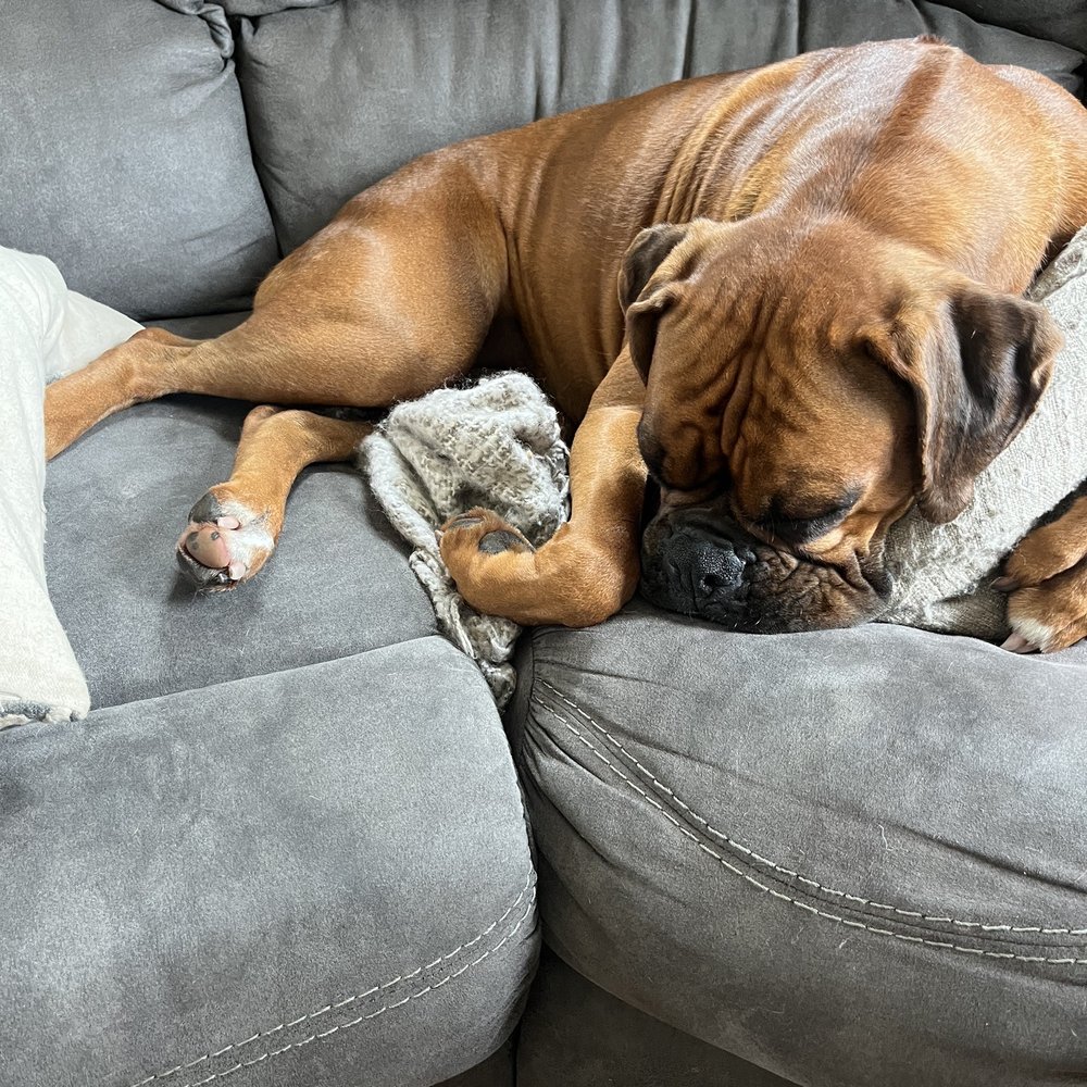 Wag Hotels - Carson - Pet Training Near Me - Carson, California Wag Hotels - Carson - Pet Training Near Me - Carson, California