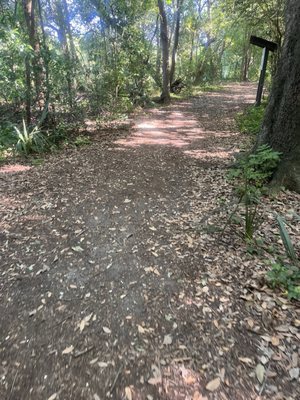 Couturie Forest by null