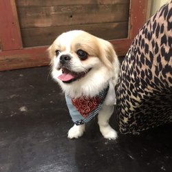 dr clark critter care