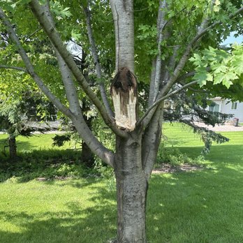 Arbor Barber Tree Service - Tree - Tree Services Near Me - Lakeville, Minnesota Arbor Barber Tree Service - Tree - Tree Services Near Me - Lakeville, Minnesota