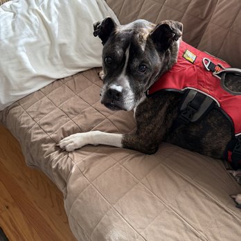 Paws and Claws Superb Pet Care - Elvis. An incredible Senior rescue who rescued us. - Dog Walkers Near Me Paws and Claws Superb Pet Care - Elvis. An incredible Senior rescue who rescued us. - Dog Walkers Near Me