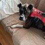 Photo of Paws and Claws Superb Pet Care