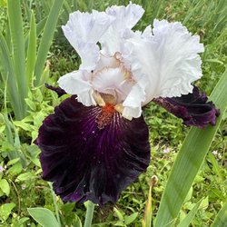 Long's Gardens