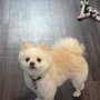 Photo of Kim's Puppy Love Grooming