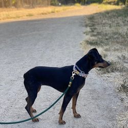 Man Of Dogs - Our sweet Polly walking perfectly after a session with Eran.