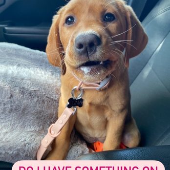 Starbucks - a dog sitting in the back seat of a car with the caption do i have something on my face? - Coffee & Tea Near Me - Stevensville, Maryland