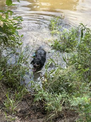 George Mitchell Nature Preserve by null