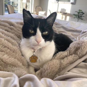 The Cat Concierge - Pet Sitting Near Me The Cat Concierge - Pet Sitting Near Me