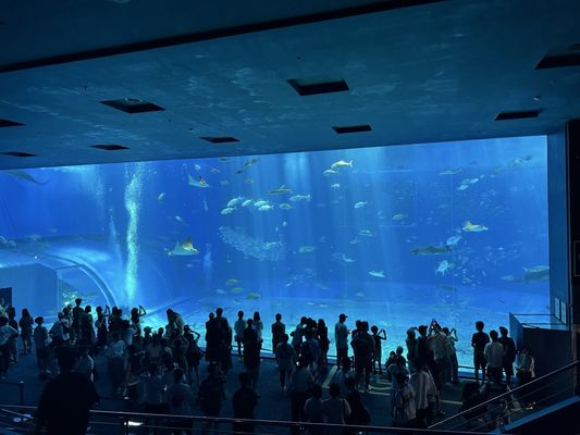 Okinawa Churaumi Aquarium by null