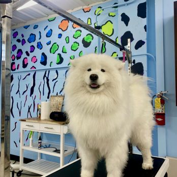 Uncle Nick's Doggy Dipps - Pet Groomers Near Me - Chaska, Minnesota Uncle Nick's Doggy Dipps - Pet Groomers Near Me - Chaska, Minnesota