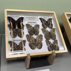 Museum of Biological Diversity