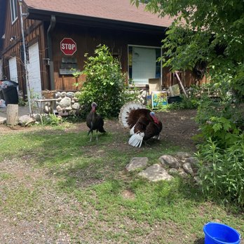 Shire in the Woods - Turkeys - Vacation Rentals Near Me - McGrath, Minnesota