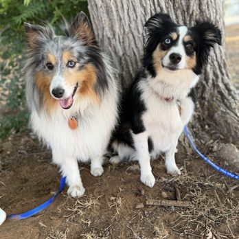 Pet Vet - Veterinarians Near Me - Midwest City, Oklahoma Pet Vet - Veterinarians Near Me - Midwest City, Oklahoma