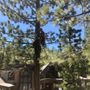 Photo of Sherwood Tree Service