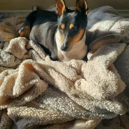 Pharoah on his lair.  Arranged by him, not me for his comfort.