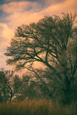 Pahranagat National Wildlife Refuge by null