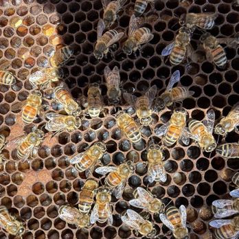 Hanai Hives - Close up - Attraction Farms Near Me - Haleiwa, Hawaii Hanai Hives - Close up - Attraction Farms Near Me - Haleiwa, Hawaii